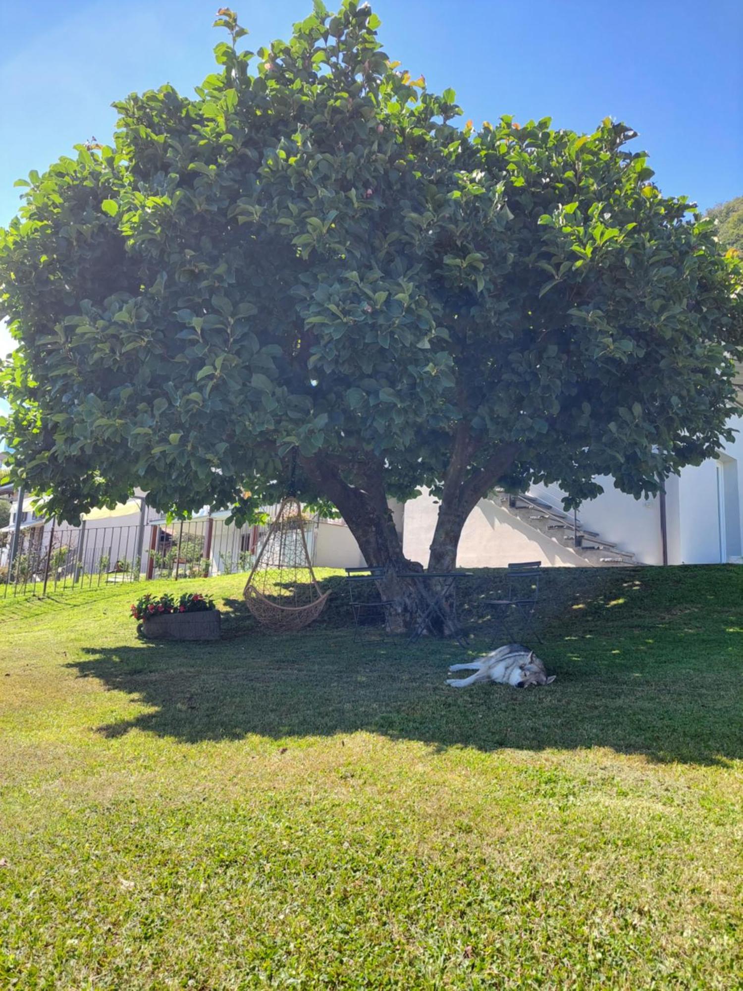 Casa Vacanze Perla Del Lago Domaso Exterior photo